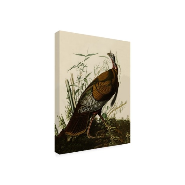 John James Audubon 'American Wild Turkey Cock' Canvas Art,18x24